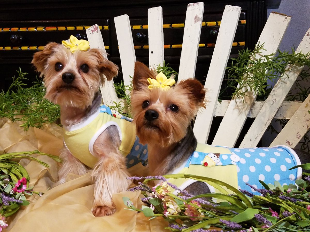 RuffRuffCouture's tweet photo. Sir Bentley Charles  &amp; Princess Athena wearing our Elliot Overalls https://t.co/TlBkfGDvZr