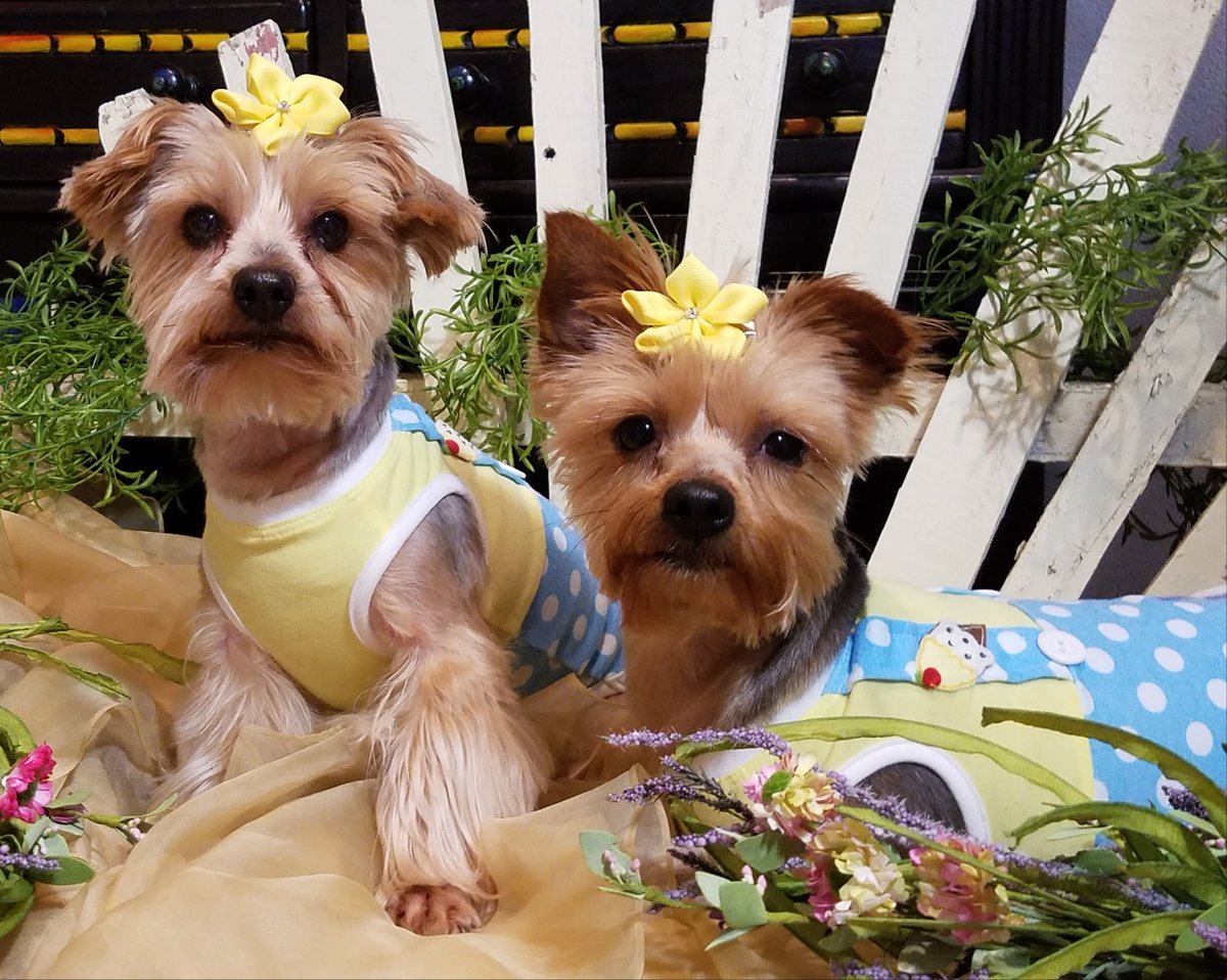 RuffRuffCouture's tweet photo. Sir Bentley Charles  &amp; Princess Athena wearing our Elliot Overalls https://t.co/TlBkfGDvZr