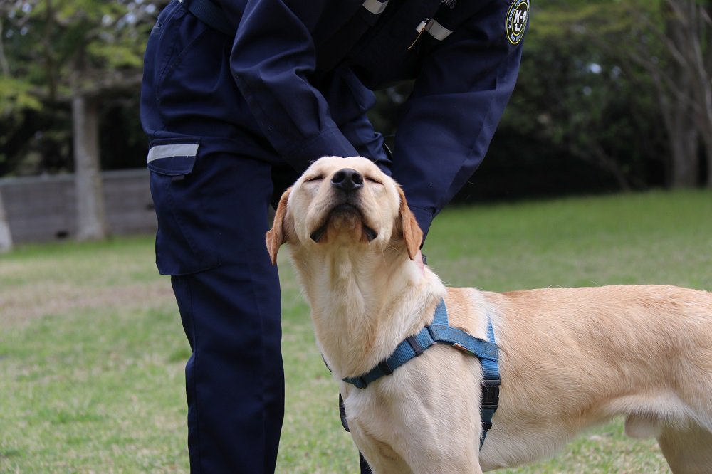 カスタム君 東京税関 犬 が好きな皆様へ 麻犬 の 素顔 をお届けするワン 黄ラブ のルッツ号の快感顔 首が気持ちよさそうだワン 麻薬探知犬 Dog わんこ ワンコ レトリバー グルーミング 気持ちいい 名コンビ いぬすたぐらむ T