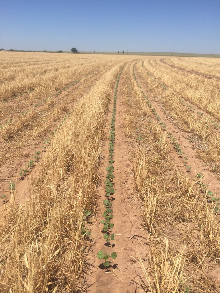 bwrush1's tweet photo. @mccracken_chris @LocalSeedCo Here’s some verified cotton. I think you’ve been duped. https://t.co/hcrxD9myCI