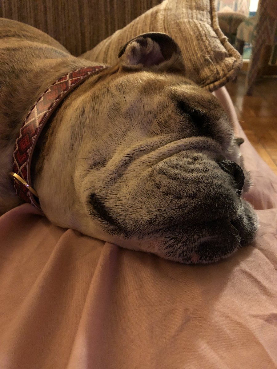 OvietheBulldog's tweet photo. @TrinaMcdaniel52 #PoopedOutPup https://t.co/iTgV5SJdYk