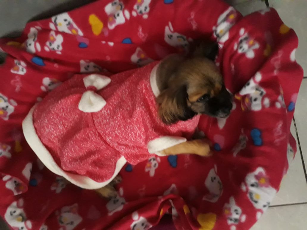 rosecris_27's tweet photo. "Karlita" necesita de nuestro apoyo. Ya fue rescatada, está siendo evaluada en la veterinaria y será dada en ADOPCIÓN RESPONSABLE. Por favor, no seamos indiferentes con esta pequeña y frágil angelita de 4 patas @miseliti
https://t.co/vBYfGt9GkK https://t.co/yD1PZJU2IK