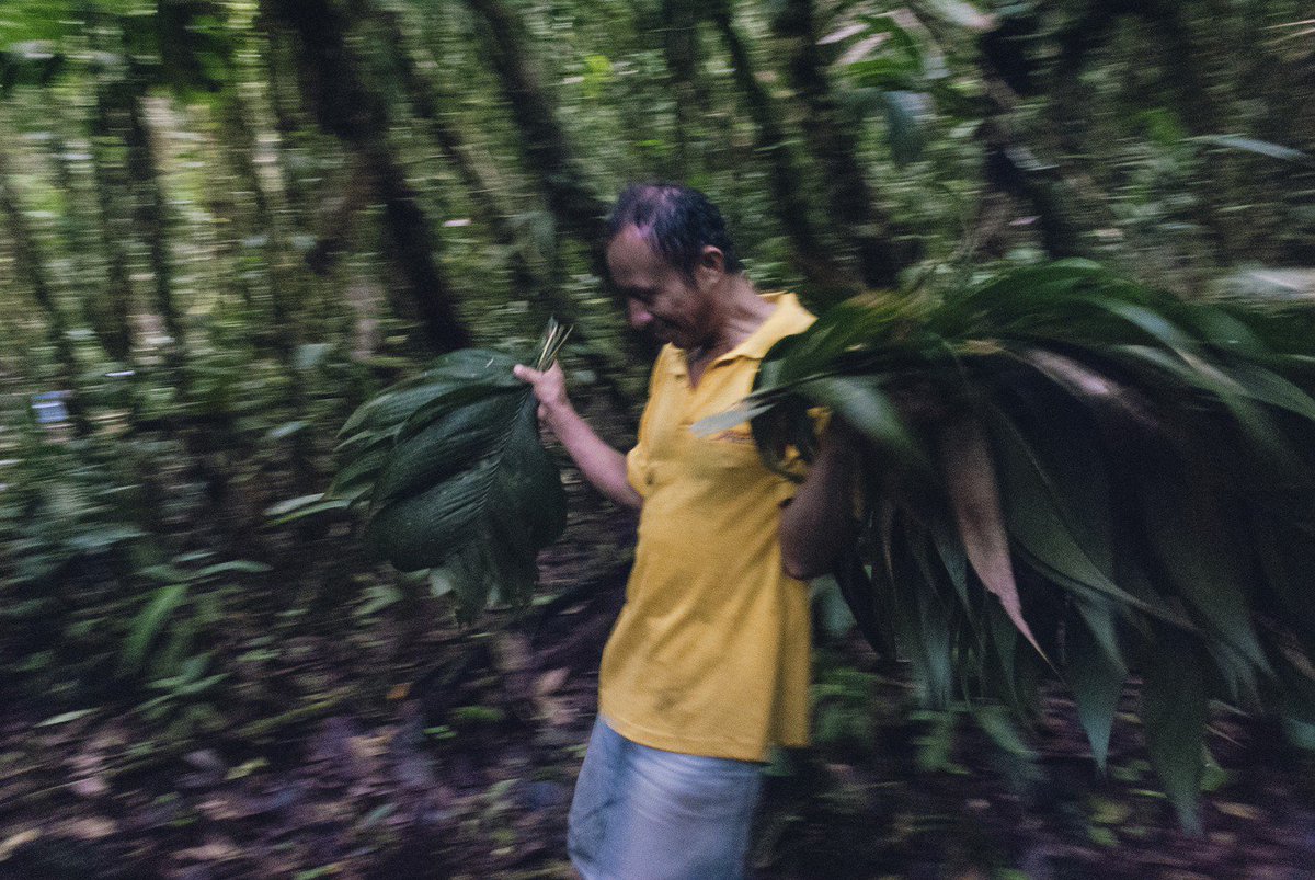 Marseille_hl's tweet photo. Carlos ramasse des feuillages pour préparer le camp pour la nuit en forêt. Communauté PKR, Amazonie - Équateur, 2012. Maite Baldi. 📷 / @Marseille_hl / @studiohanslucas .
Retrouvez son travail sur http://hanslucas/mbaldi/photo —
#Marseille #amazonia #ecuador  #documentary https://t.co/Tc9fl3bZGr
