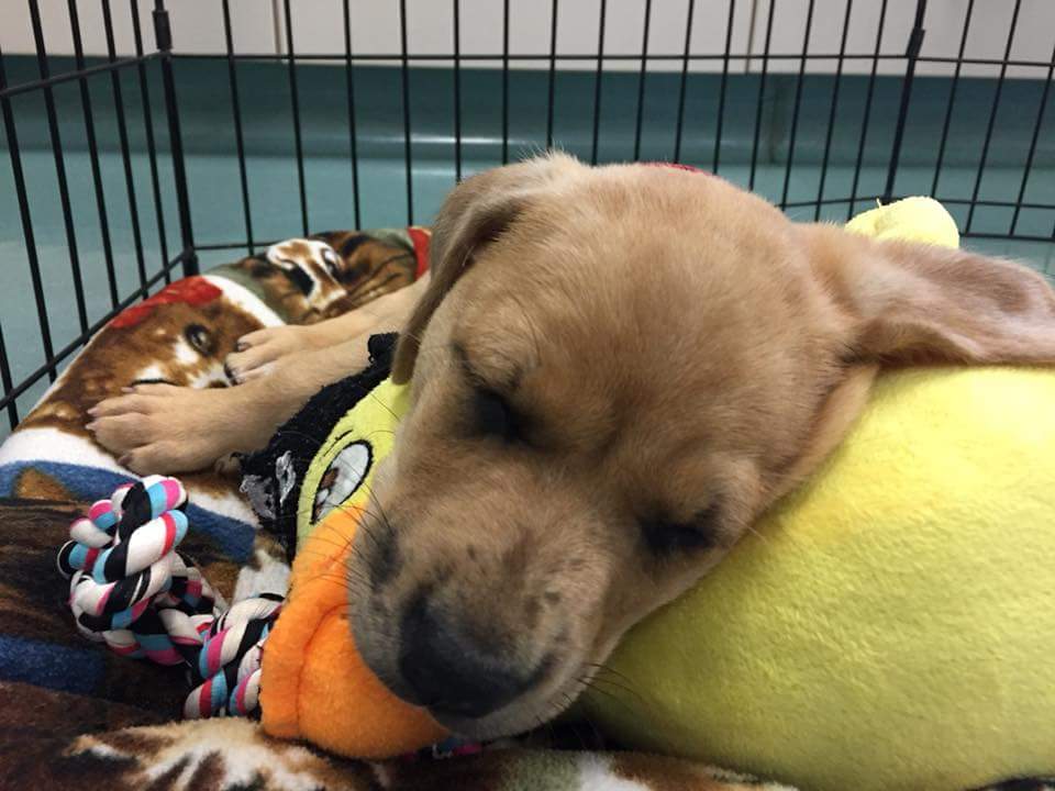 Hillside43050's tweet photo. HVC's sweet "Kipper" 💓 this was his first day at the clinic! @DubuskyDVM #MondayVibes #MondayMotivation #puppylove #zz #clinicdog https://t.co/iSM9kpvfqo