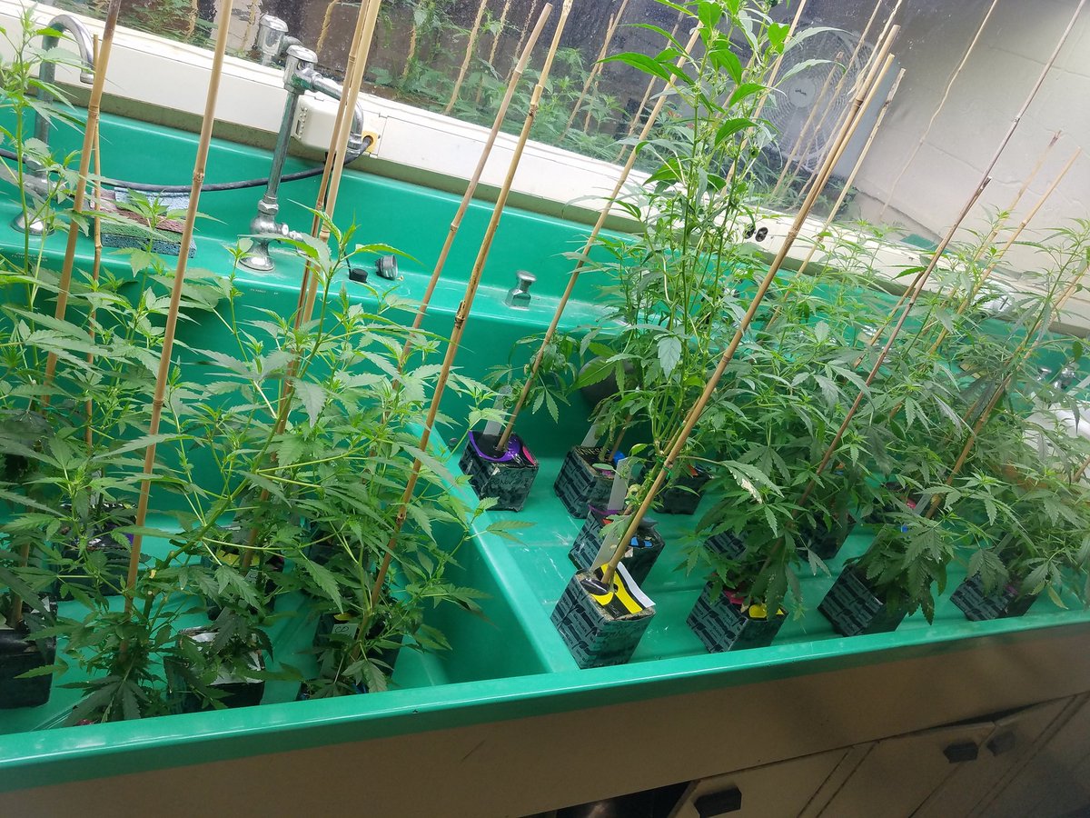 Clemon Dabney tweet media