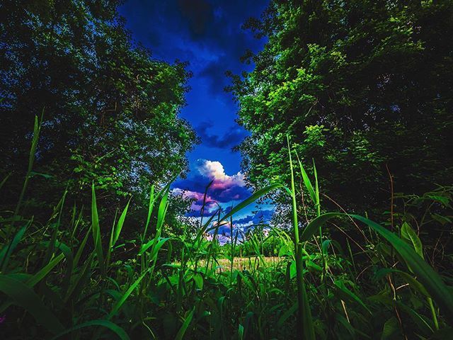 Open air. #greenery #greenthumb #plants🌿 #nature_photo #clouds☁ #cloudporn #skyporn #bluesky #earth #minneapolisphotographer #mpls #wetlands @theglobewanderer @natgeo @ourplanetdaily @panasonicgh5 @lumix #gh5 #wideanglelens #lumixgh5 #panasonicgh5 ift.tt/2sxhwAU