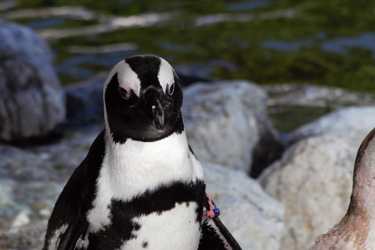 W けむっ ペンギンぐぅかわ ペンギン かわいい っていうか可愛い 写真好きな人と繋がりたい 写真撮ってる人と繋がりたい