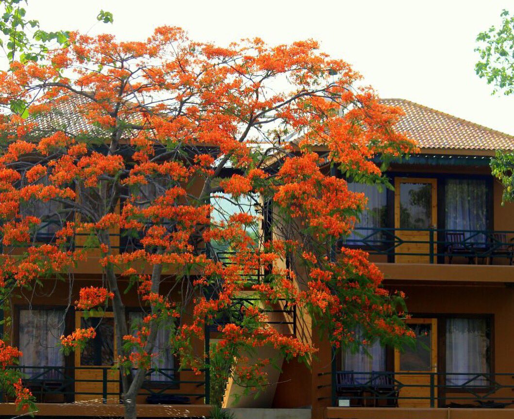 When this tree is in full bloom, you know that the monsoons are near. Can you guess what tree it is? 
#TarangiResort #corbettdiaries #gulmohar #shadesofnature #indiaview #luxuryhotel #luxuryresort #stayandwander #summertimefun #summerthings