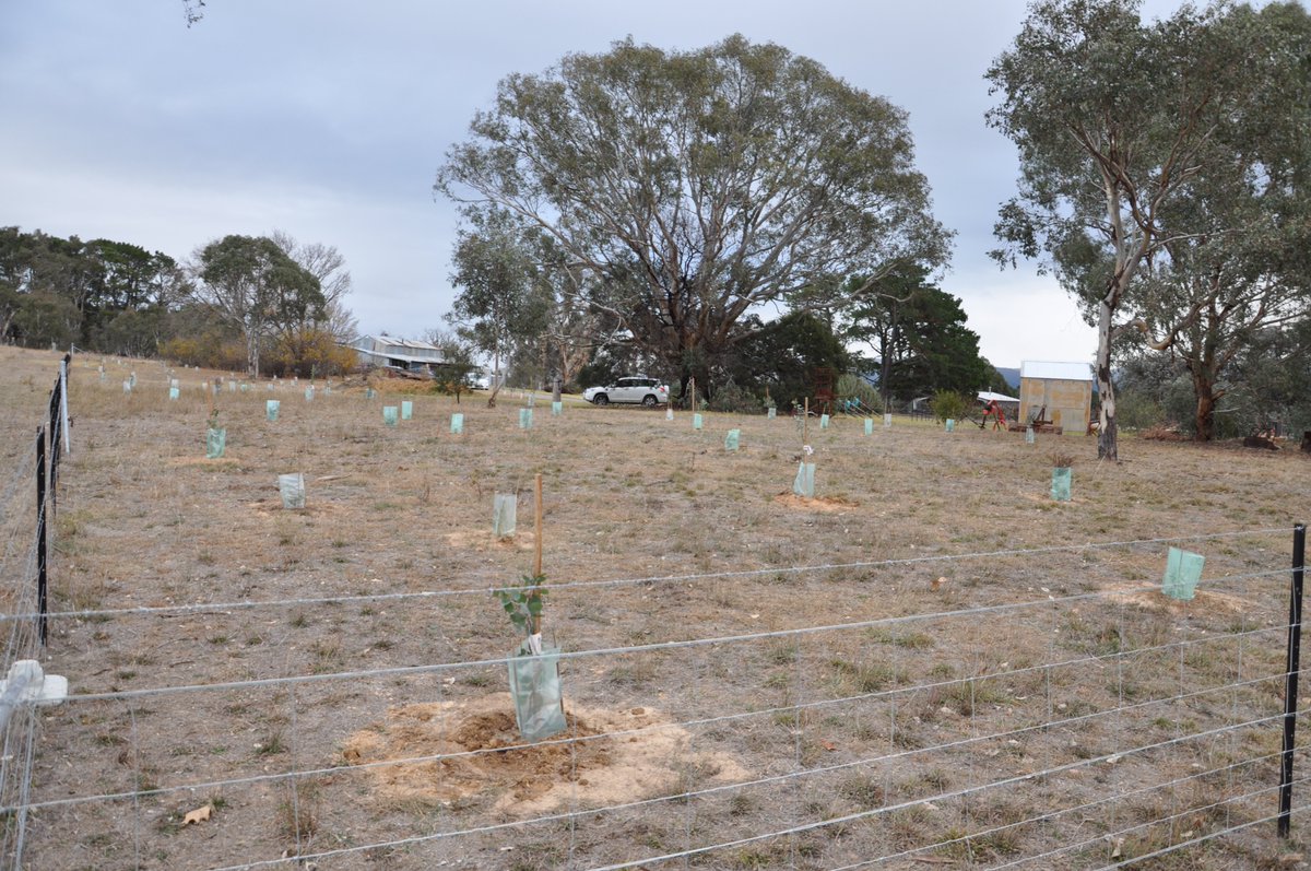 When the president of Rotary International challenged every Rotarian in the world to plant a tree, our local clubs were keen to step up.Ginninderra Rotary &amp; Belconnen Rotary joined forces on Saturday morning to plant 80 native trees at Strathnairn Arts. bit.ly/2JeRYP3