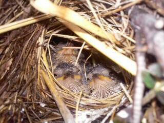 AlpineResearch (@jamiemcaulaynz) on Twitter photo Learning how to keep the rock wren safe...
Check this cool research from <a href="/gilviventris/">Kerry Weston</a> and friends...
nzherald.co.nz/nz/news/articl⦠Learning how to keep the rock wren safe...
Check this cool research from <a href="/gilviventris/">Kerry Weston</a> and friends...
nzherald.co.nz/nz/news/articlā¦