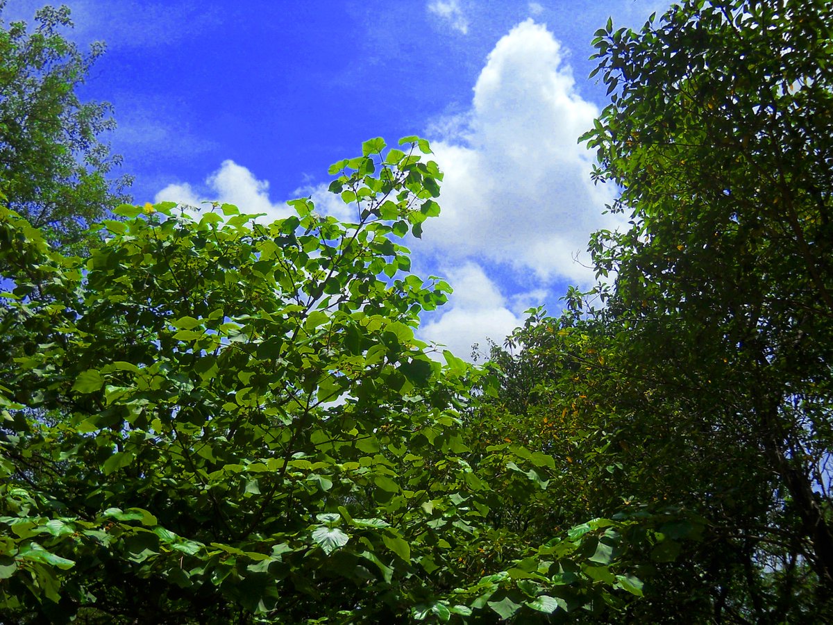 On this World Environment Day, let's pledge to keep our environment safe, make it clean, and protect it from everything that degrade it, and from everyone who dares to harm it, for our lives and future both depend on it. #RescueYourMom 🌏 #WorldEnvironmentDay 🌳