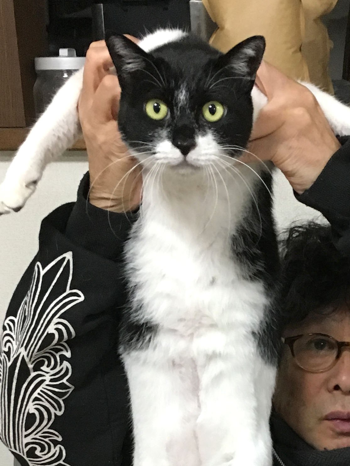 横尾忠則 おでんの姉妹猫のツートンとパソコです T Co 0bxdiclmlc Twitter 横尾忠則 おでんの姉妹猫のツートンとパソコです T Co 0bxdiclmlc Twitter