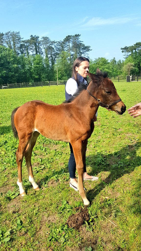 CosmosTradeUK's tweet photo. What a fantastic morning @IrishNatStud for our fam trippers learning all about horse breeding. Only a mere β¬120,000 to be pregnated by top stallion! ππ΄#CosmosIrelandFam #CutePonies https://t.co/vYnYq6SdiR