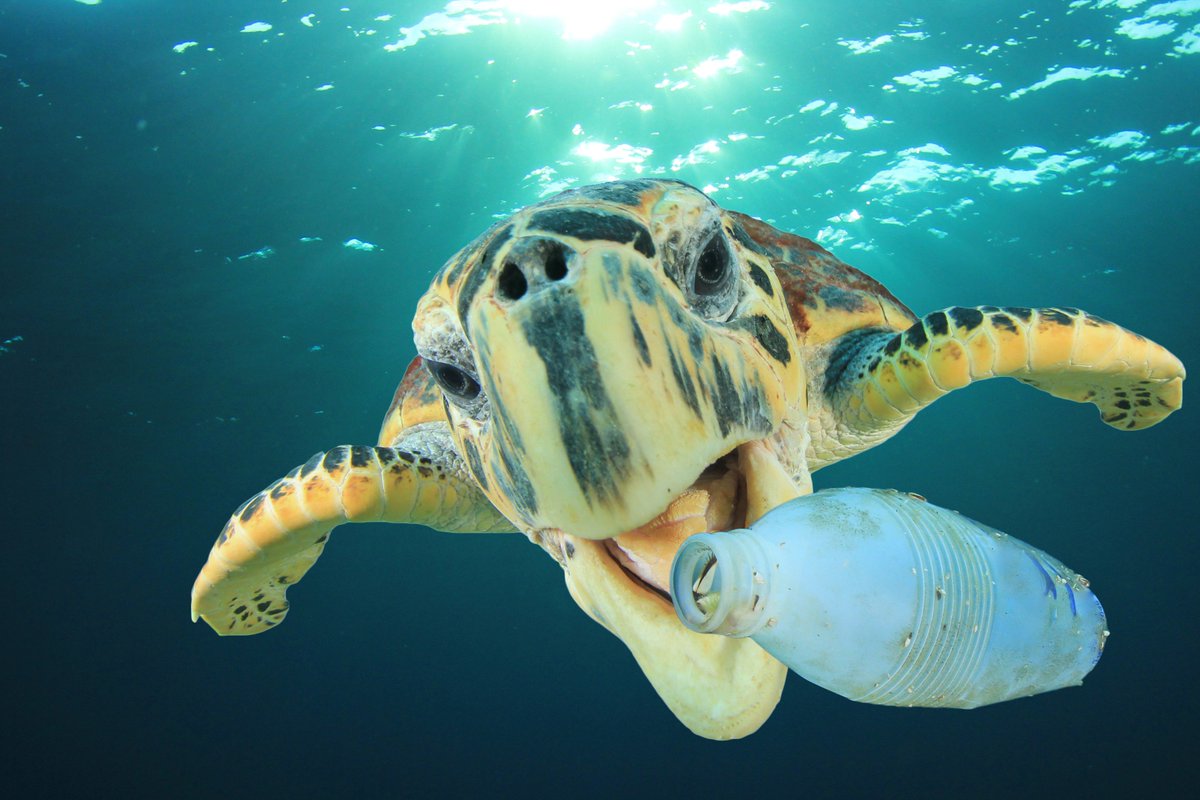 MurphyGroup1951's tweet photo. MURPHY PLEDGE LESS PLASTIC

Did you know that unless things change fast, the seas will hold more plastic than fish within 25 years?

Read more here: 
https://t.co/ne2D8xX6HM

#PledgeLessPlastic #WorldEnvironmentalDay #MoreToMurphy https://t.co/a11aN6Tmeg