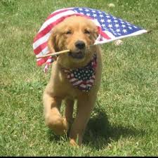 10NewsCha's tweet photo. Remember to 'paws' for a moment and vote today if you haven't already! #CAPrimary #SDElection @10News https://t.co/C7eARzxazB