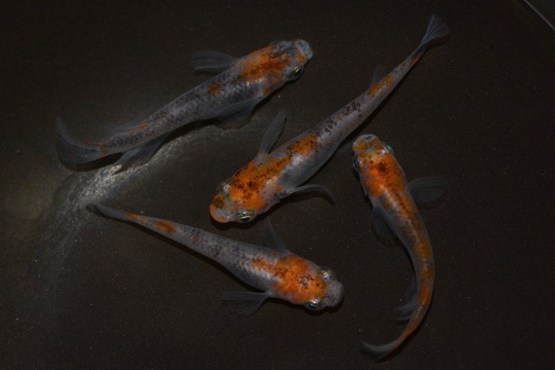 めだかの館 めだか村 Pa Twitter 毎日更新中 本日は ３色錦メダカ や 紅白メダカ 大人気の 黒ラメ幹之メダカ や 景虎 ブラックスワローメダカ など １０セットを現物メダカコーナーに追加しました ぜひご覧ください 現物メダカ販売 はこちらより