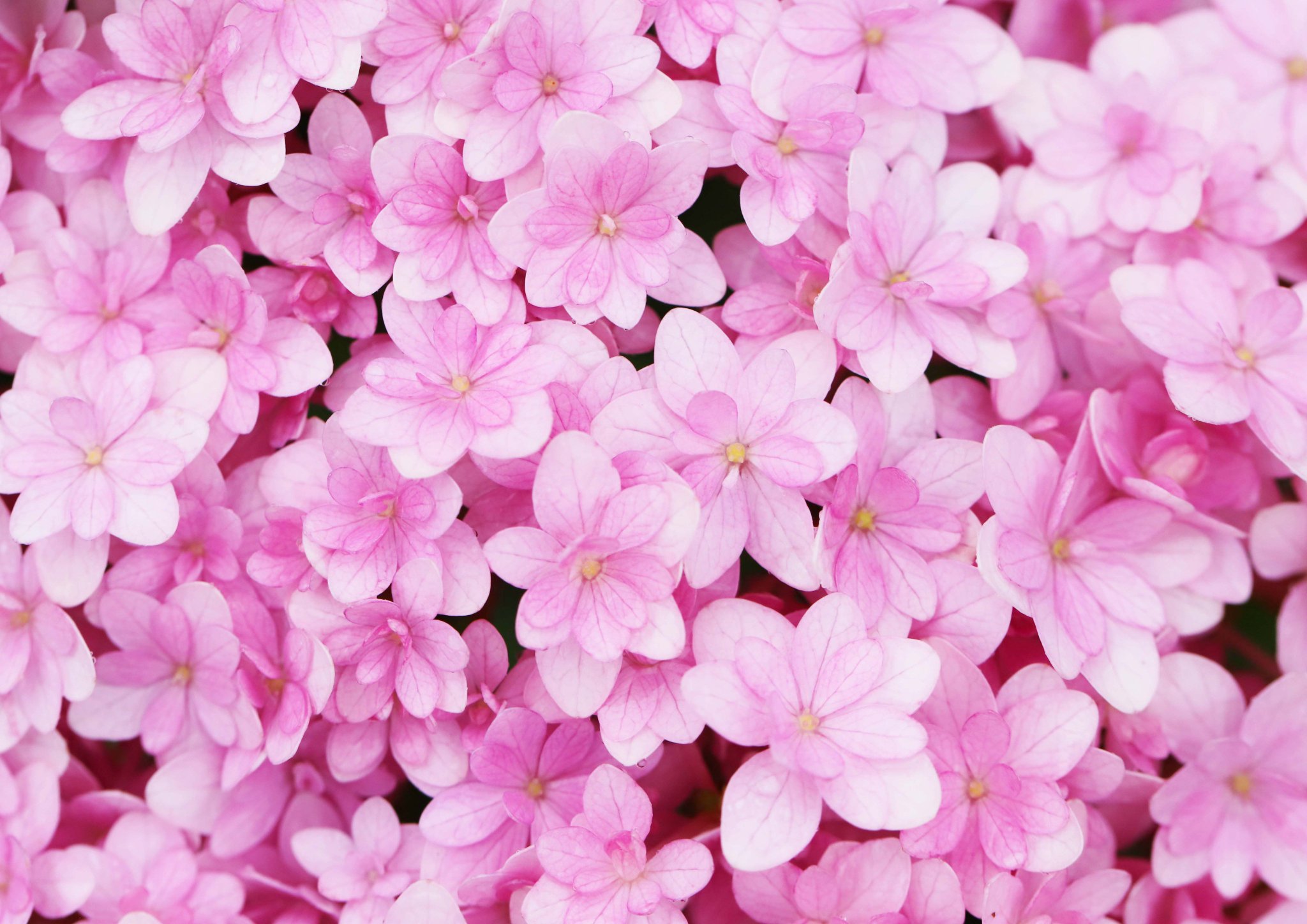 片柳弘史 びっしり咲いた紫陽花の花 ダンスパーティー の仲間で 歌合せ という品種です O 片柳弘史 びっしり咲いた紫陽花の花 ダンスパーティー の仲間で 歌合せ という品種です O