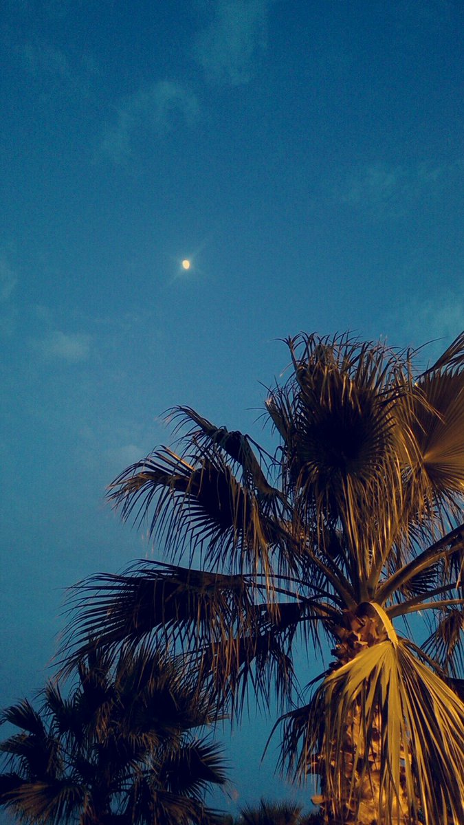 فاطمة | 🇸🇦Alwafi tweet media