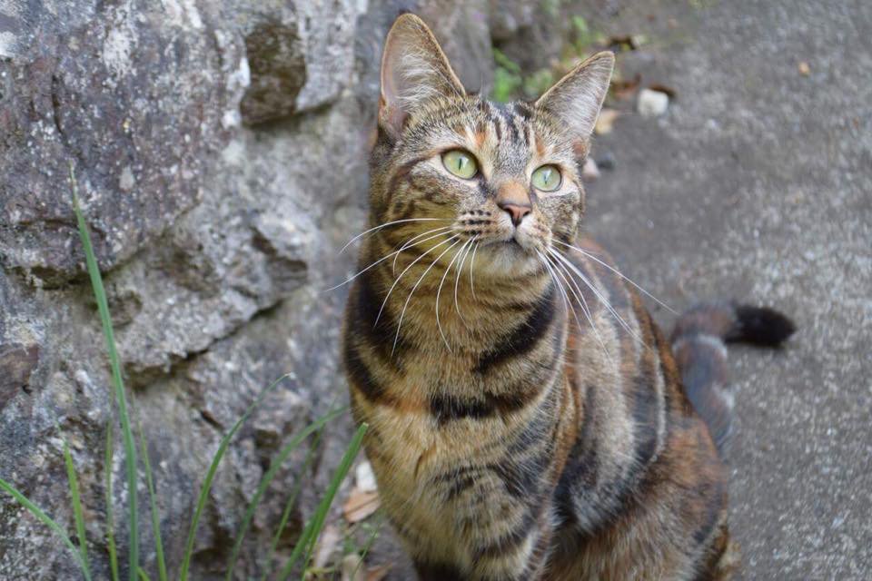 TGCFashion's tweet photo. We think she was hit by a car, and know it happened before her dinner time. We are all grieving, but would like to thank everyone for all their love for her over the two years we were blessed enough to have her in our lives. https://t.co/UWfWGZap99