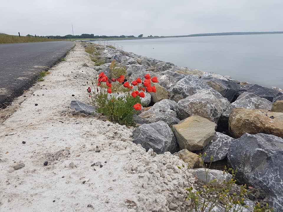 Deze foto kregen we van Jan Nijenhuis. Wat staat het toch prachtig, dat rood van de klaproos bij de dijk.