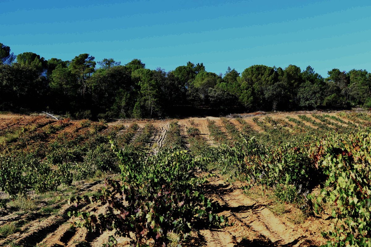 🌞☘️🌿El entorno natural de la #DORibera es el centro de nuestra vida y la clave de nuestro vinos🍷 
Os deseamos un #FelizMartes y un gran #DiaMundialDelMedioAmbiente