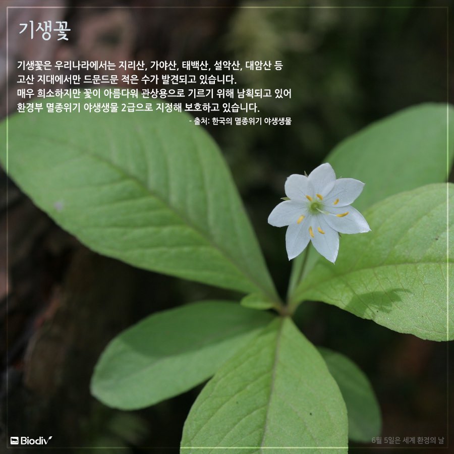 Biodiv_inc's tweet photo. 반달가슴곰, 두루미 등 멸종 위기에 놓인 동물들에 대해서 자주 들어보셨을 거에요. 동물뿐 아니라 우리 눈을 편안하게 만들어주는 많은 식물들도 멸종 위기에 놓여 있는 것 알고 계시죠? 오늘은 #세계_환경의_날! 함께 행복해져야 하는 다양한 생물들을 위해 고민하고 실천하면서 보내기로 해요~! :) https://t.co/NuIHNNj0zv