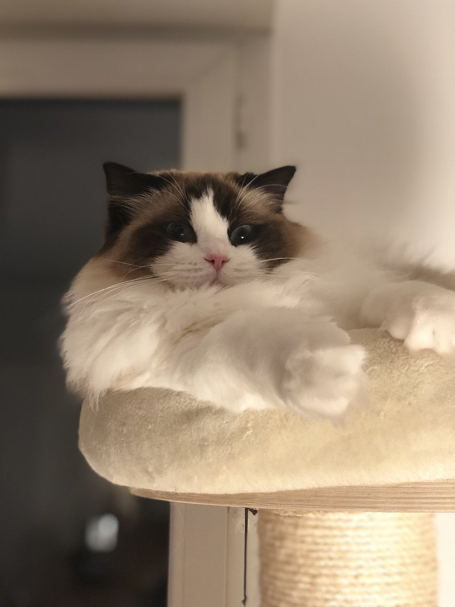 KenBogard's tweet photo. Si toi aussi tu fais cette tête le Matin, Navi te comprend ! https://t.co/Qj2MrUdIC6