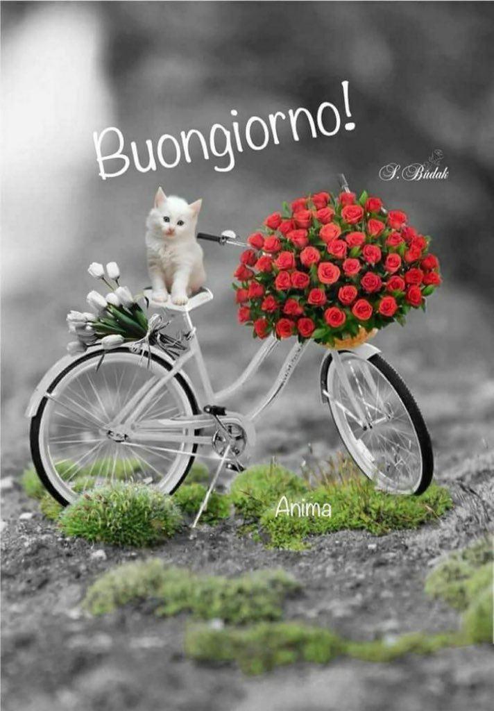 Massimob Buongiorno Fiori Del Mattino Buon Martedi