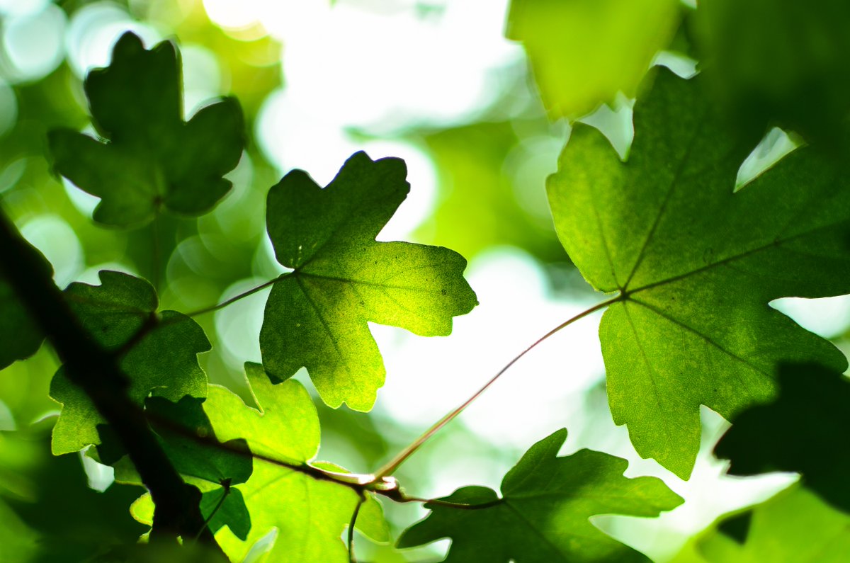 ARCTIChannel's tweet photo. Today is #WorldEnvironmentDay! 🌳🌱

Here at ARCTIC, we don't just care about keeping your PC cool, we want to keep the entire planet cool. ❄️

That's why we save energy, minimize waste and reduce our carbon footprint. 💚 https://t.co/AIgs2ixjGK