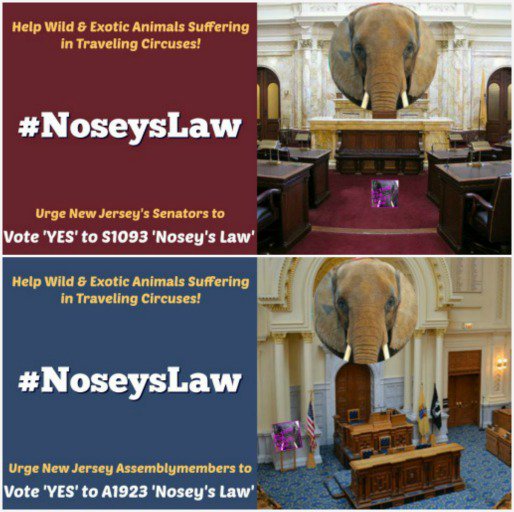 Image result for Bill A1923, â€œNoseyâ€™s Law,