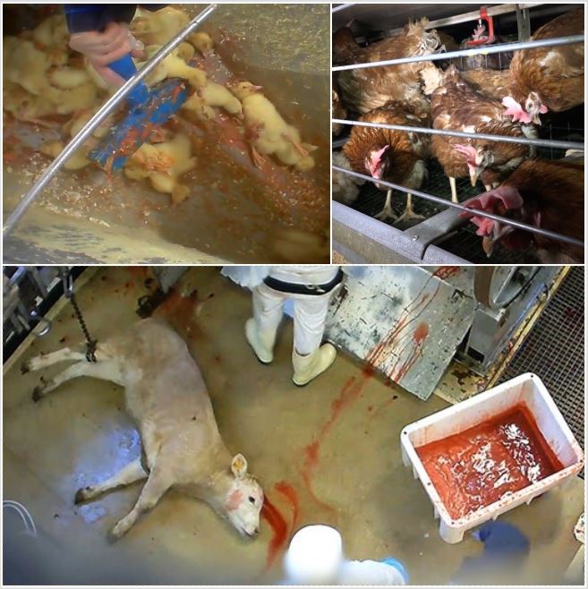 Projet de loi agricole #EGalim : le rendez-vous manqué de la majorité ! facebook.com/notes/fondatio…