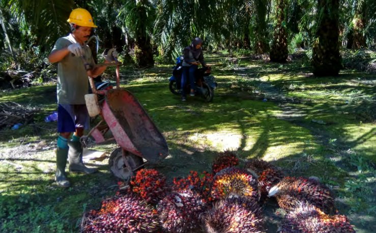 inovasidesaID's tweet photo. BUMDes Karya Makmur Menjamin Pasar Para Petani Sawit Kecil https://t.co/Hm0JcMe9sc https://t.co/hh3nbA5yx0