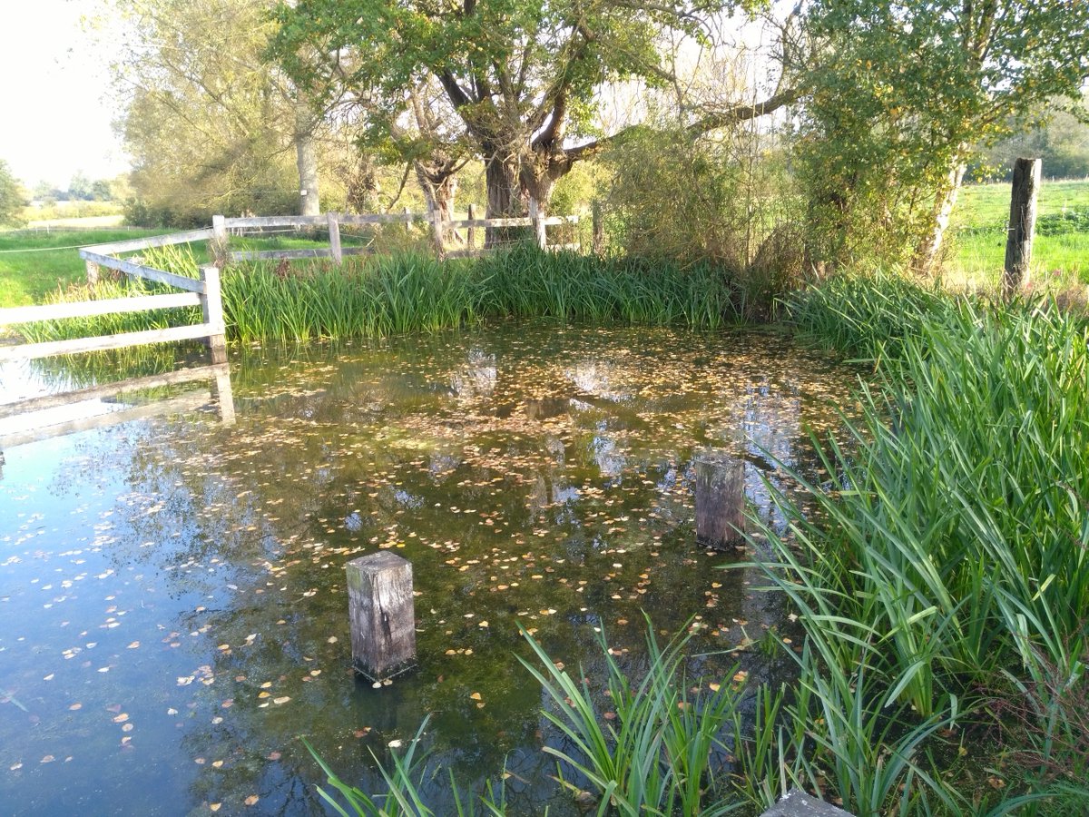 #fetedesmares : le PETR vous donne rdv à 14h à la ferme I.C.Art à Fontaine-en-Bray :  "Les #mares entre fragilité et richesse, entre métamorphoses et dragons"