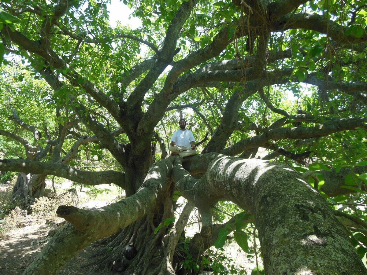 Satyaanandji's tweet photo. We can do #Meditation on trees #WorldEnvironmentDay #ReduceByHalf #RefuseOrReuse #BeatPlasticPolution @SriSri @Bhanujgd @arvindvarchaswi @SwamiSarveshvar @Ajay_Bagga @deepuaol @jainajgd @uttishtabhaarat https://t.co/G5I1CZW5D9