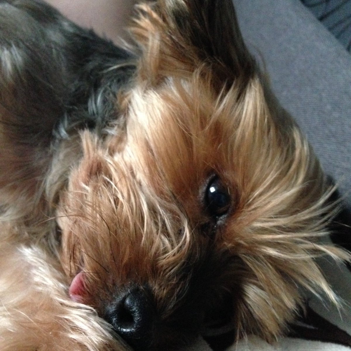 ShadeDesign's tweet photo. #Funnyn #Yorkie in #bed https://t.co/eqci50tG2x