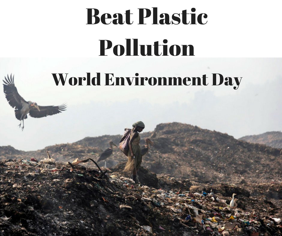 World Migratory Bird Day tweet media