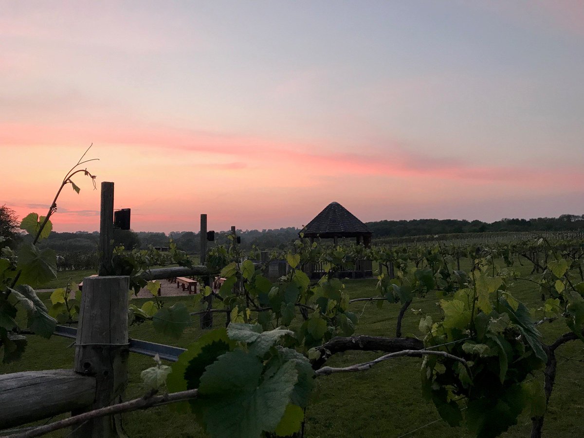 The most dreamy sunset over the vineyard!