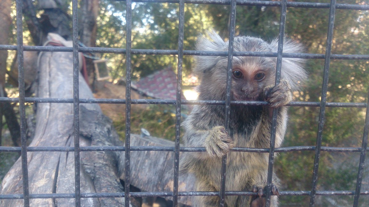 TraversingTas's tweet photo. Pygmy marmoset... another friendly part of @TasmaniaZoo! Post now up at https://t.co/F6qEuVnX1h.

#Tasmania #discovertasmania #Australia #seeaustralia #zoo #pygmymarmoset #marmoset #cutestanimals #furryfriends https://t.co/aOBhSgELXD