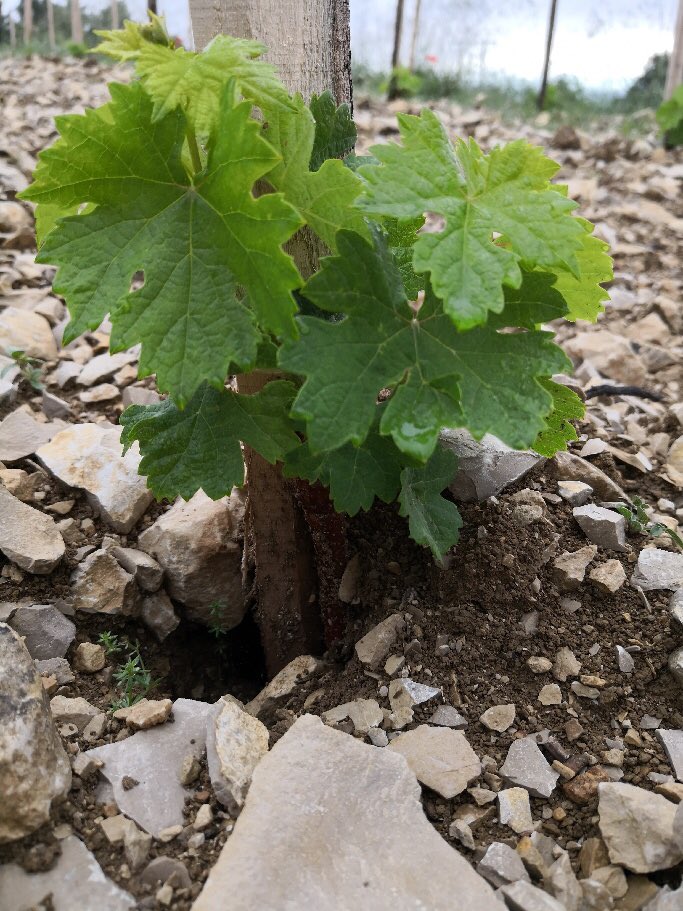 PieLoubie's tweet photo. La clairette est en pleine forme... https://t.co/PMJM75NG5b