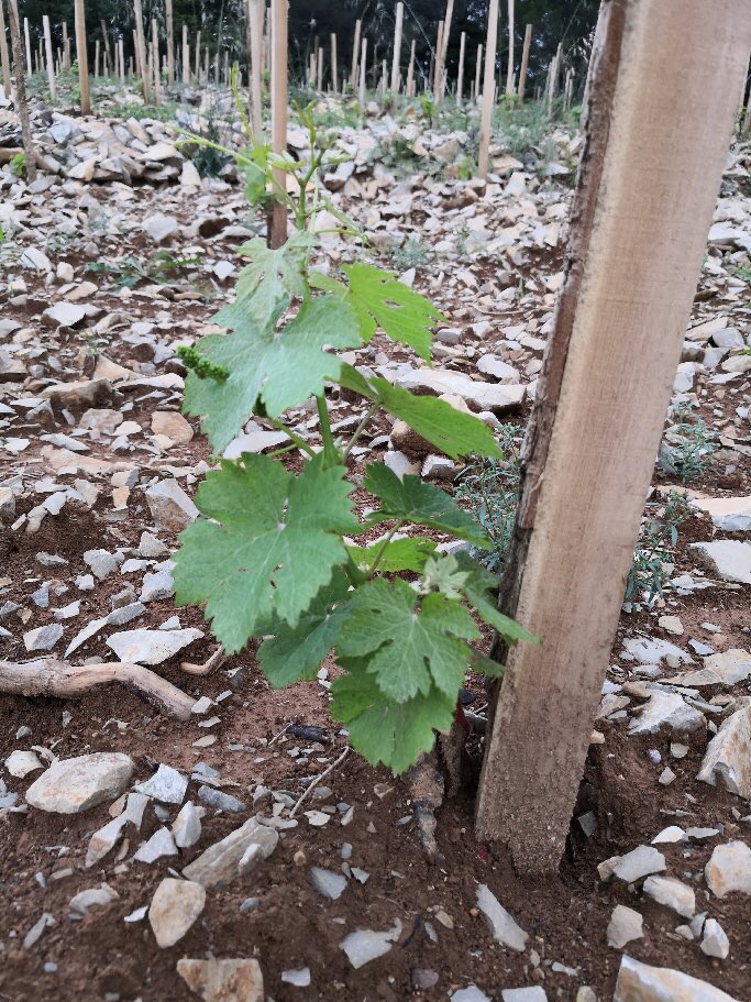 PieLoubie's tweet photo. Les jeunes plants de piquepoul se portent très bien aussi... https://t.co/u3EJ9dZWXG