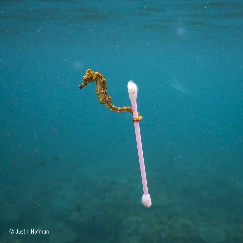 NHM_WPY's tweet image. For #WorldEnvironmentDay we&apos;re revisiting a #WPY53 image that caught the world&apos;s attention.  Justin Hofman&apos;s symbolic picture is an allegory for the current state of our oceans, and it reminds us of our urgent need to #BeatPlasticPollution Full story here: bit.ly/WPY-seahorse