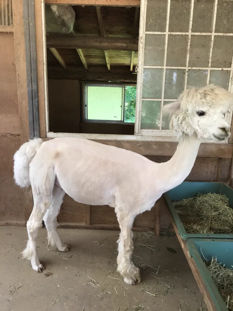 むしろこの姿が見たい！！夏仕様のクールビズなアルパカたちがとってもかわいい！！