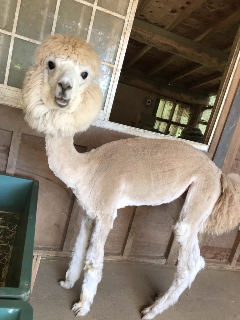 むしろこの姿が見たい！！夏仕様のクールビズなアルパカたちがとってもかわいい！！
