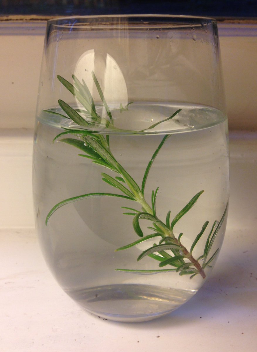TyperWyper's tweet photo. Ditch the shop-bought flavoured water: make yr own: see https://t.co/BCbRtNs4W4 - better for you and environment #spendlesslivemore #flavouredwater #WorldEnvironmentDay #plasticpollution https://t.co/VZXEhbG5cP