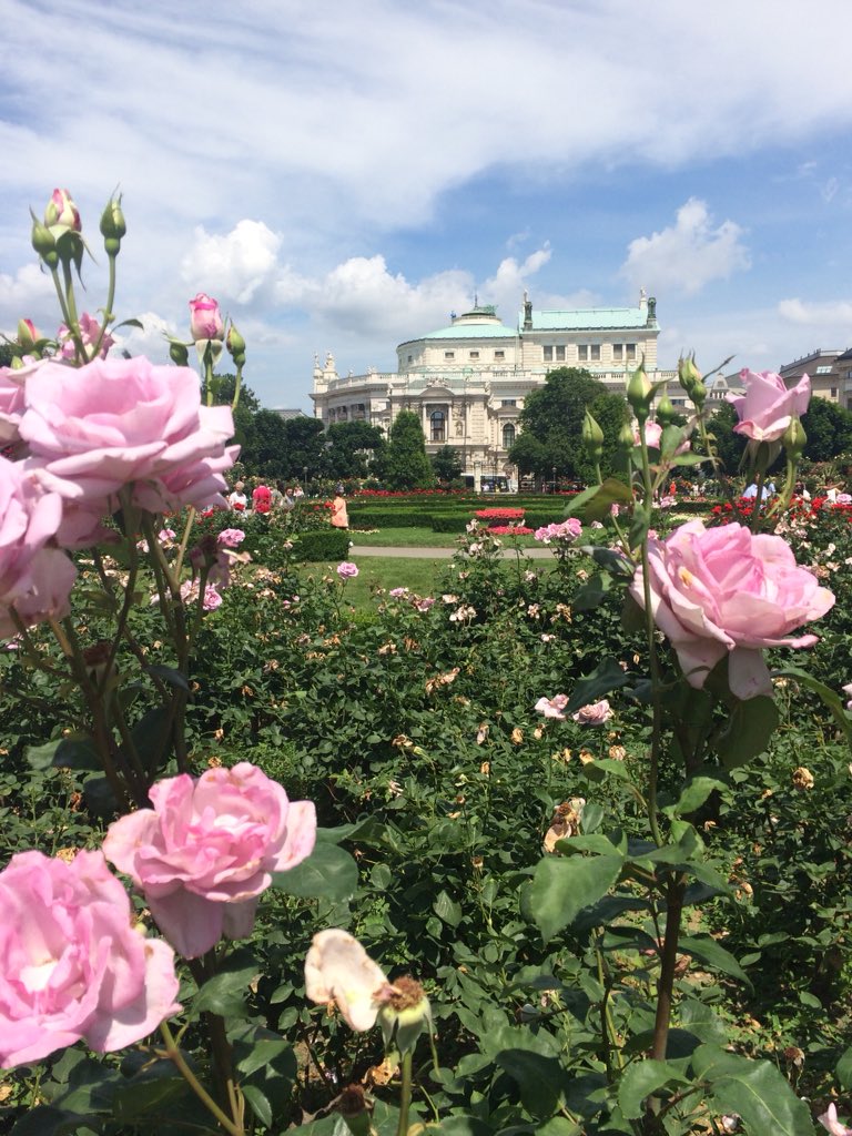 v_brandner's tweet photo. Der #Volksgarten in #Wien - oder sollte man besser sagen: Rosengarten. Im Hintergrund mit dem #Burgtheater Hochkultur! https://t.co/HHfDc7Q4CD
