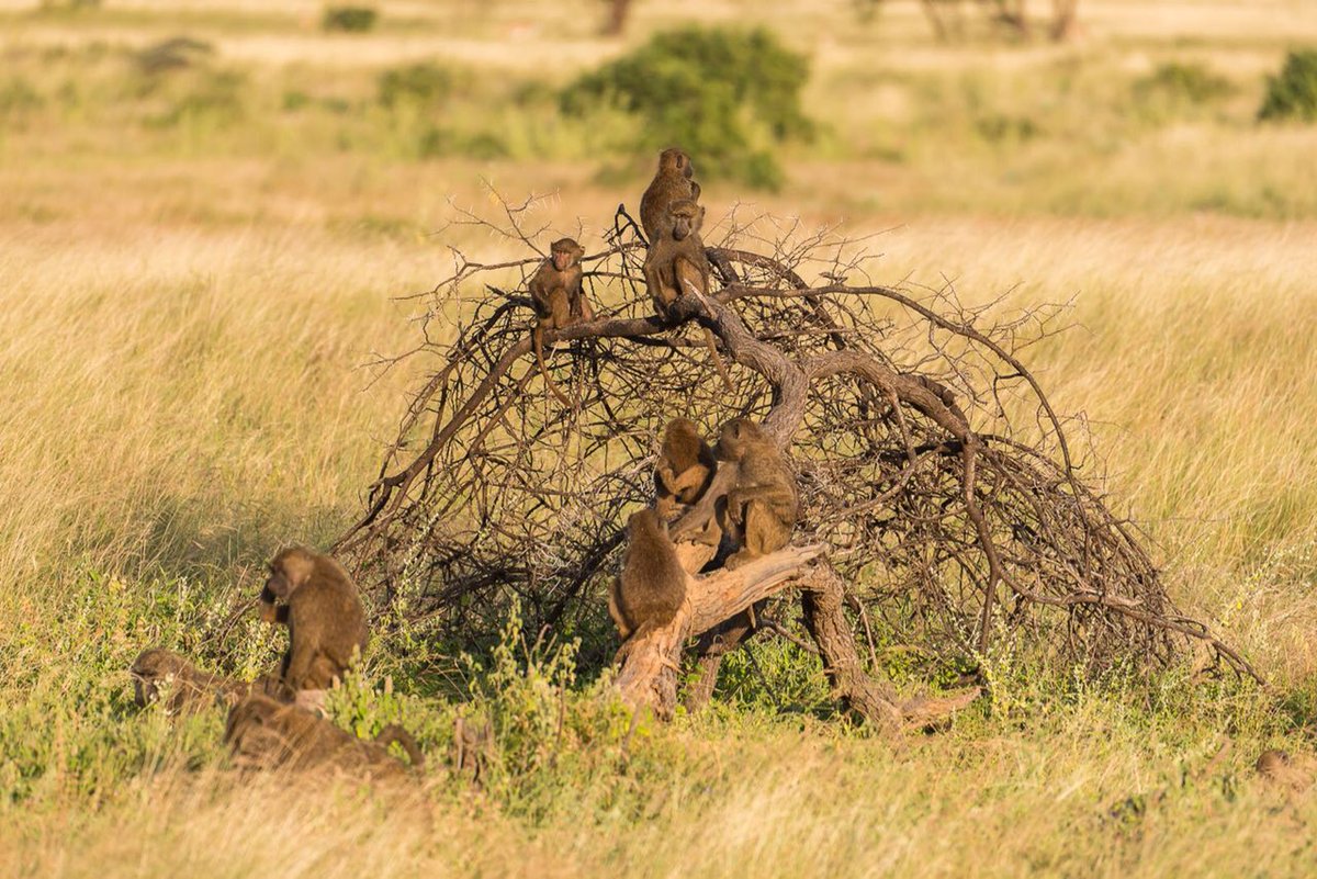 Bigfootkenya's tweet photo. #MagicalKenya | Did you know picking bugs, dirt and other debris off their companions is an expression of affection and love among monkeys? #NYK 

https://t.co/S14hcPVZYN | info@bigfoot-adventures.com | https://t.co/YJygpxoHqP