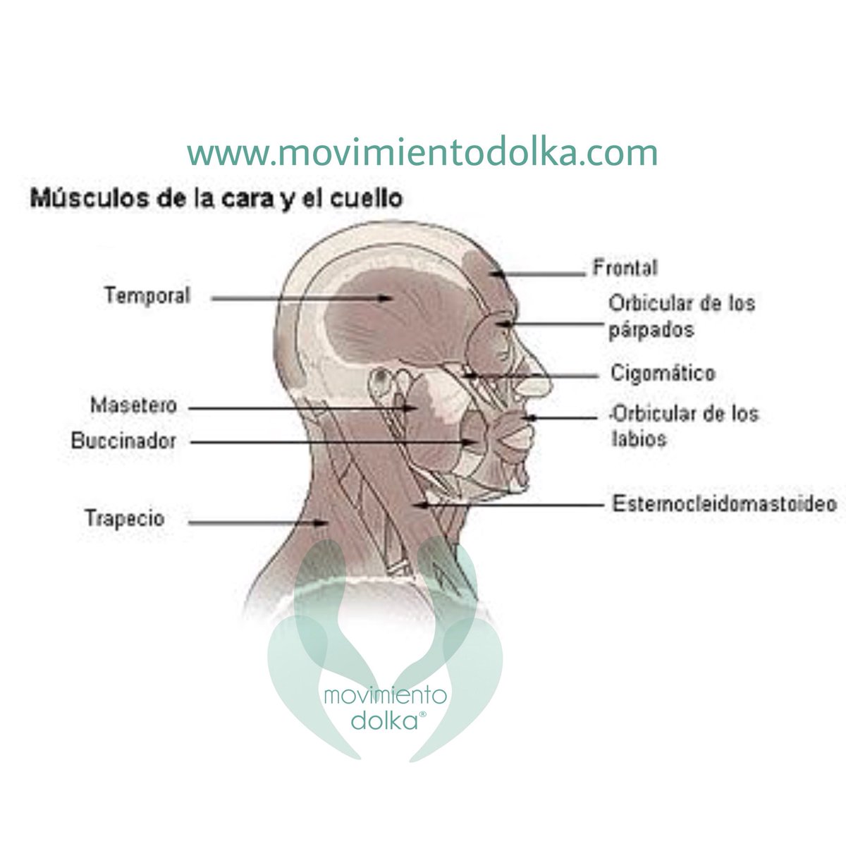 MovimientoDolka's tweet image. Semana de trabajo sobre la tensión en la cabeza y su musculatura, descubriéndonos 💕💆🏽‍♀️💕
.
#bocinador #masetero #temporal #movimientodolka #microgimnasia #mha #dfa #osteopatiaetnica
.
movimientodolka.com