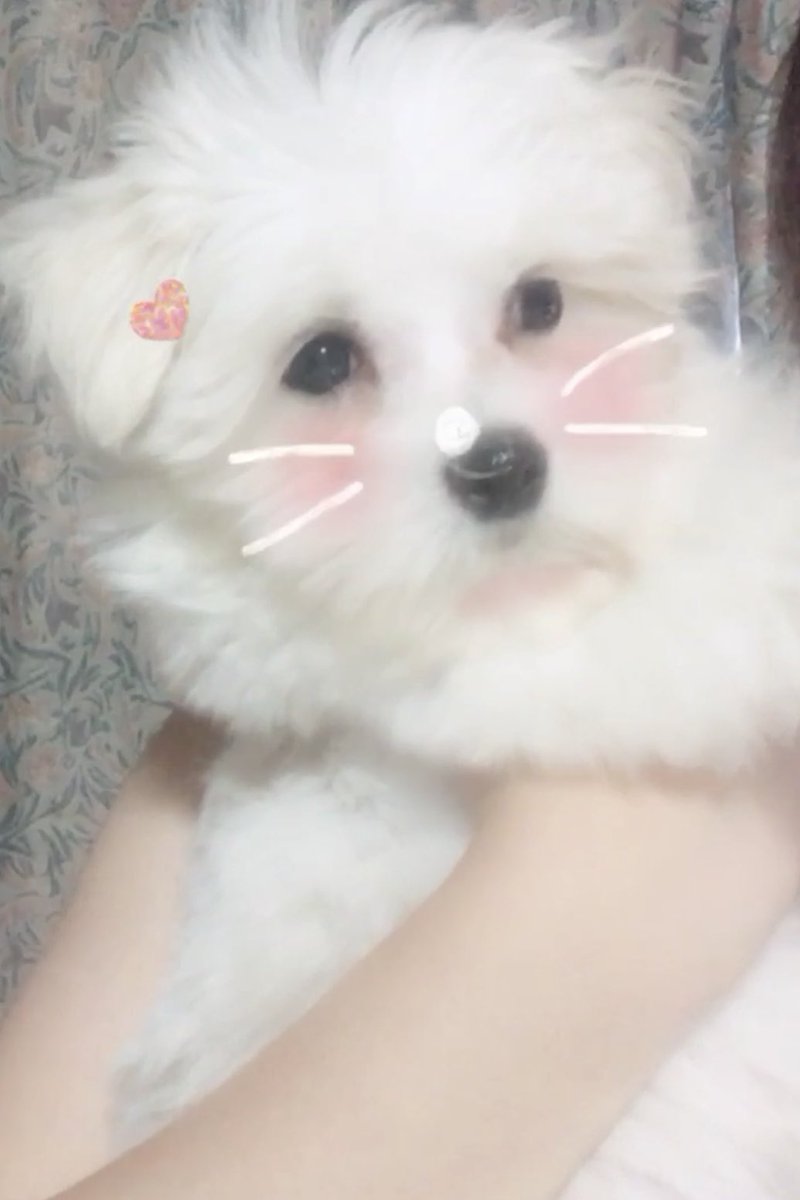 Snow犬