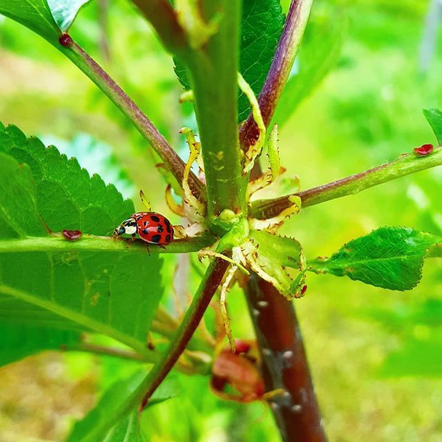 Happy little ladybug. Happy farmer. It took years of waiting patiently to attract multiple varieties. They do their jobs well. #wintercovefarm #permacultureorchard #permaculture #growyourown #fruittrees #regenerativefarming #sustainableharvest #locallygrown #naturalorchard #