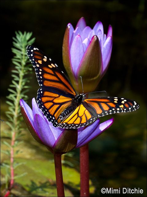 DiosUneSusHijos's tweet image. “Hijo mío, está atento a mis PALABRAS; inclina tu oído a mis razones” 
(Proverbios 4:20)